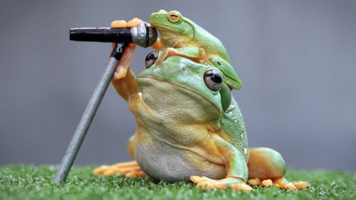 Bethy | Voice Actor + ASMRtist 🐸 💬 tweet media