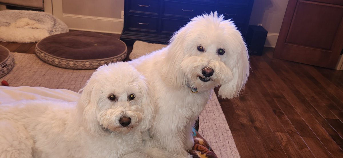 Chandler T tweet media