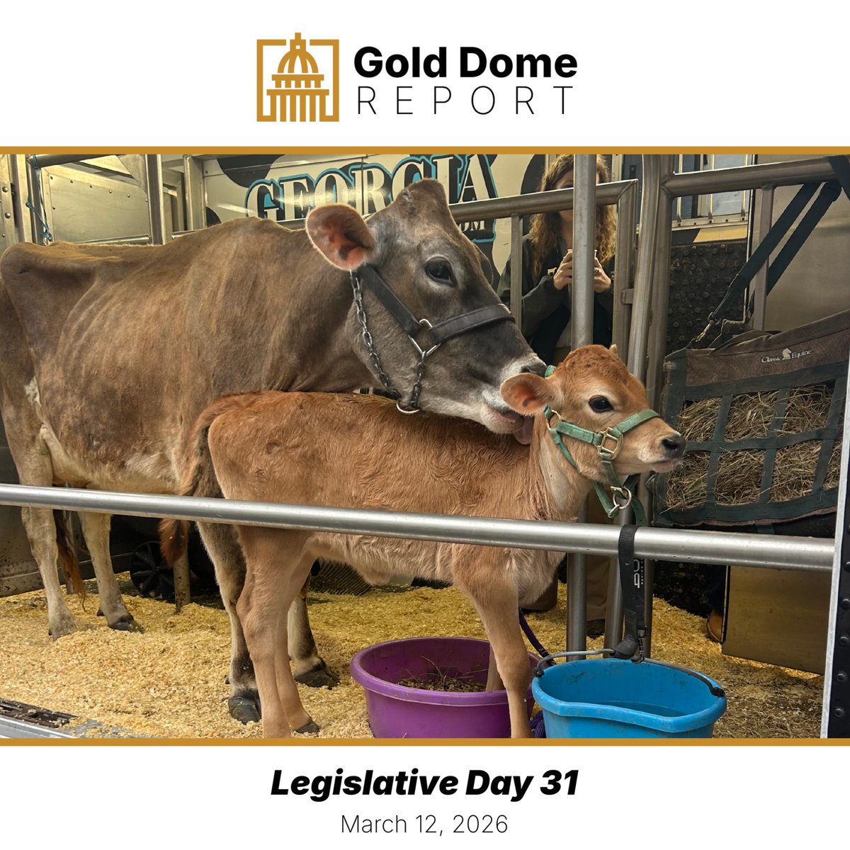 georgesray's tweet photo. LEGISLATIVE DAY 31: Cattle Curiosities. Prodded Legislation. Udder Exhaustion. Read more in this #GoldDomeReport: https://t.co/pfEtDNhBlr #gapol https://t.co/4nCbNlk6ic