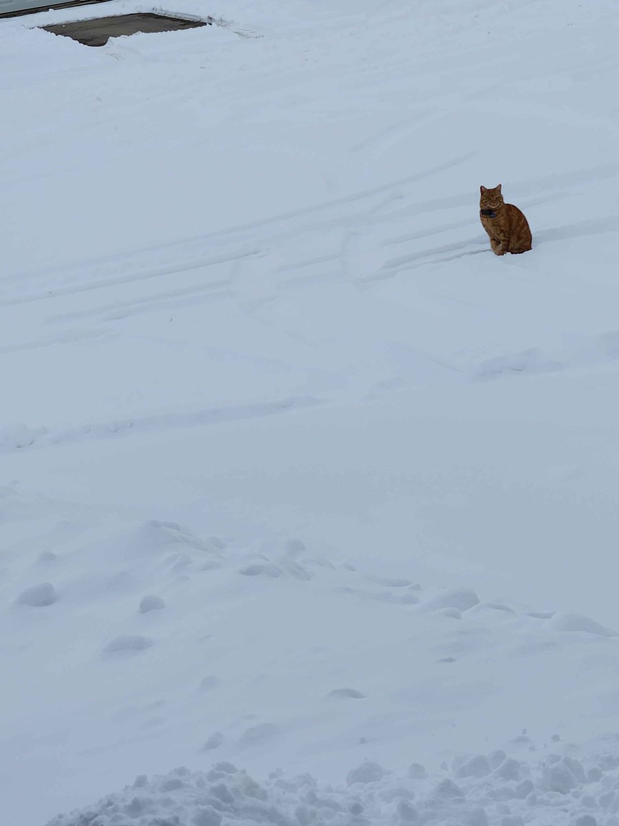 Lucah 🐴Horse Mom Vtuber tweet media