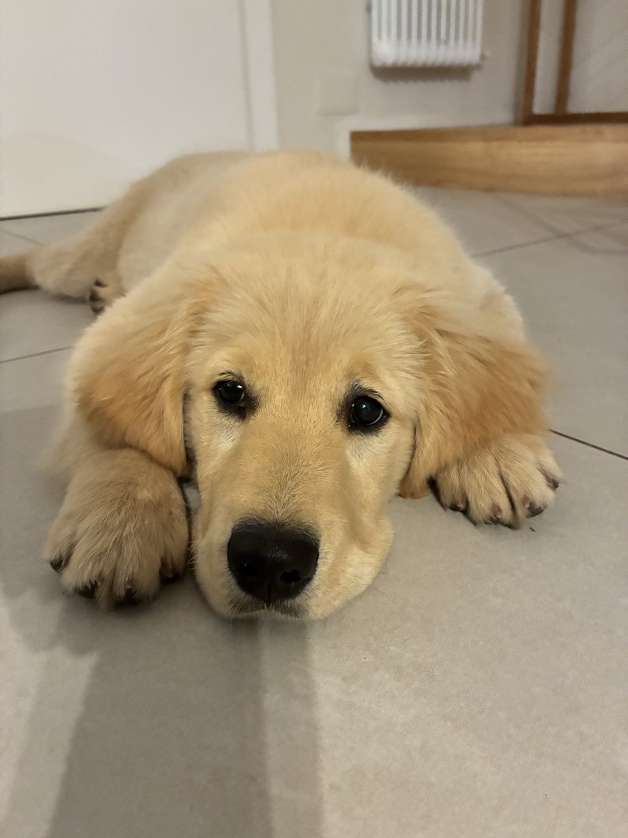 Raffaele Capuozzo tweet media