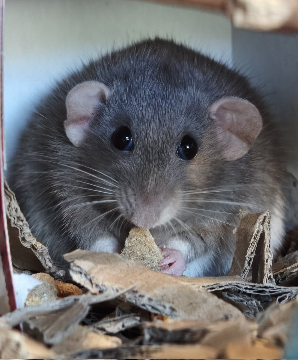 Riri Pipsqueak 🐀 tweet media