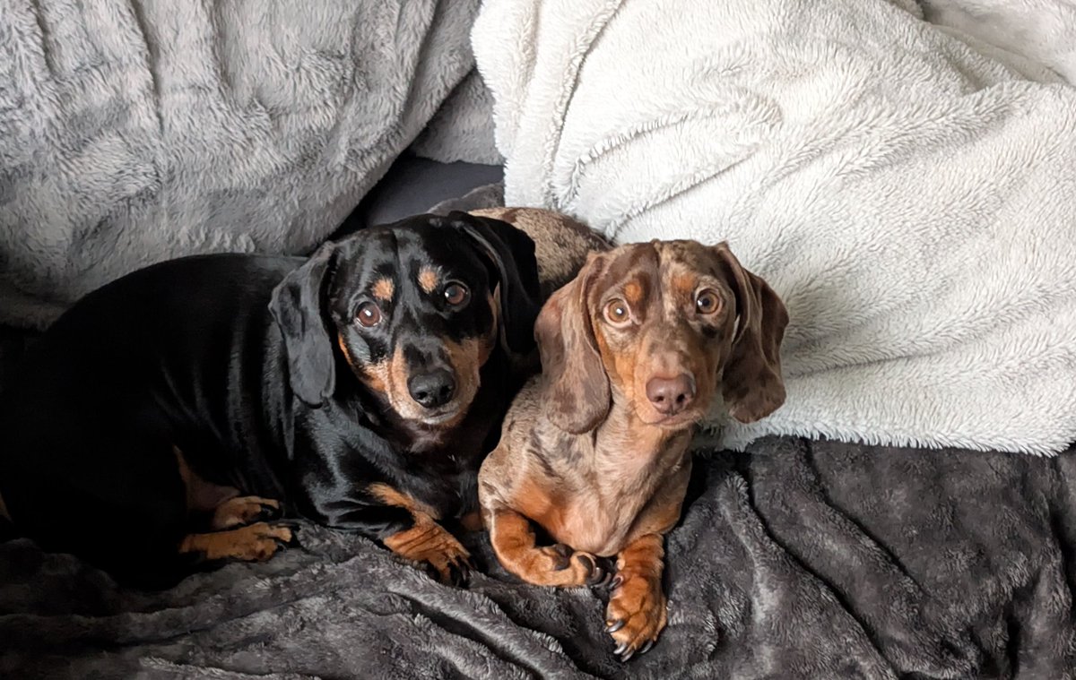 wendymurphymufc's tweet image. My Sausages  ❤️❤️ 
My little shadows #lovethem #myboys