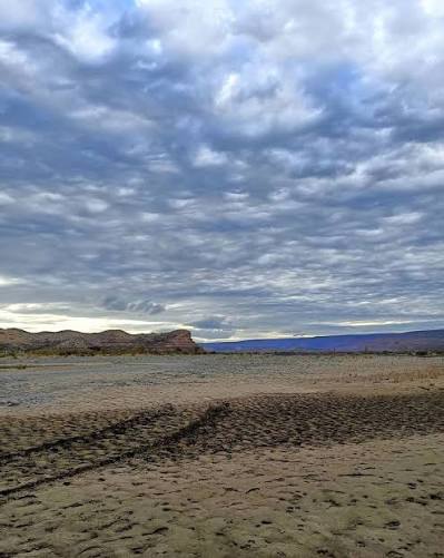 Pipo Lion. tweet media