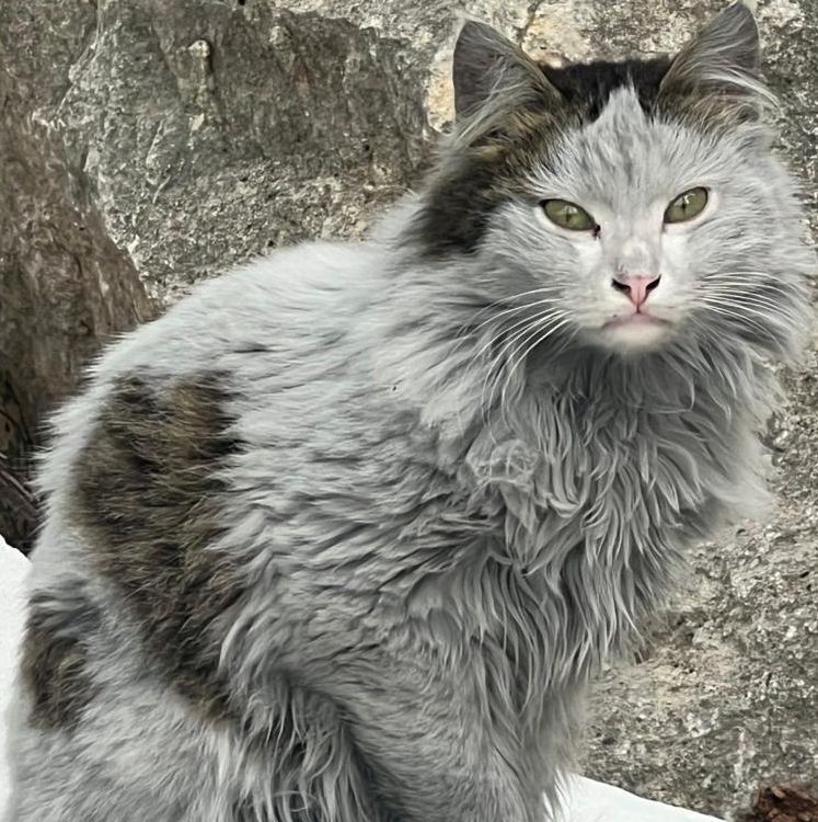 davilagrau's tweet image. Image manipulation with convolution using Julia 
#edu #image #julia
buff.ly/MWSojB4