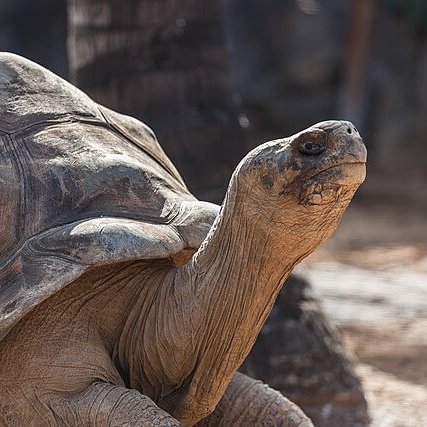 TheNatureFund's tweet image. Giant Tortoises Return to Floreana Island After 180 Years #Galapagos #WildlifeConservation #gianttortoise #ConservationSuccess

naturalworldfund.org.uk/giant-tortoise…