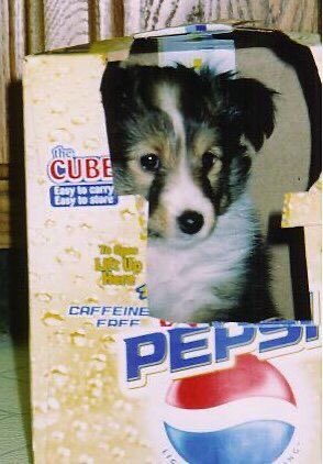 SiliGremlin's tweet photo. They’ll never get me,,, in my pepsi,, https://t.co/blOera9dgE
