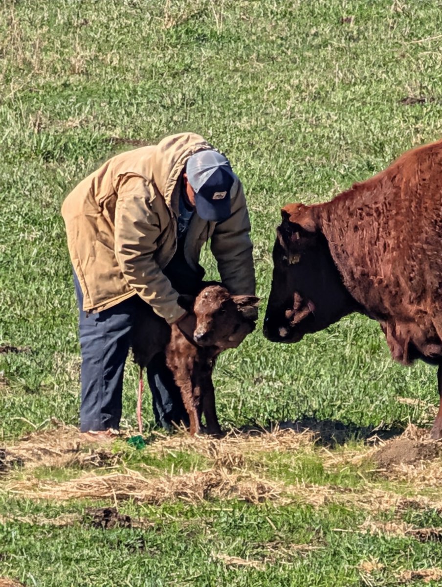 ShawnForGeorgia's tweet photo. Last calf of the season… 85-pound bull calf. Great way to wrap up calving season.

Even with the campaign and everything going on, the farm still needs tending. Proud to live this life alongside so many hardworking folks here in Northwest Georgia. https://t.co/6wMeShA4UD
