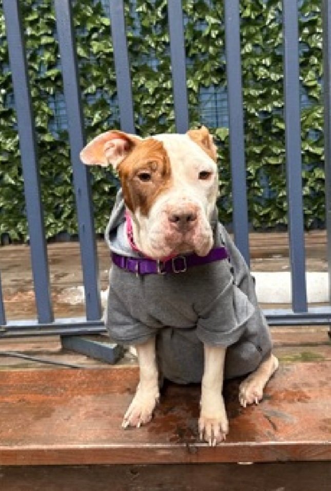 Morgan Fairchild's Dogs tweet media