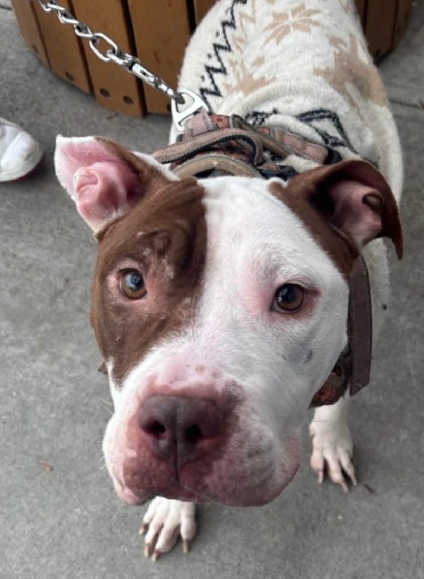 Morgan Fairchild's Dogs tweet media