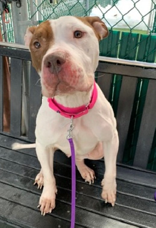 Morgan Fairchild's Dogs tweet media