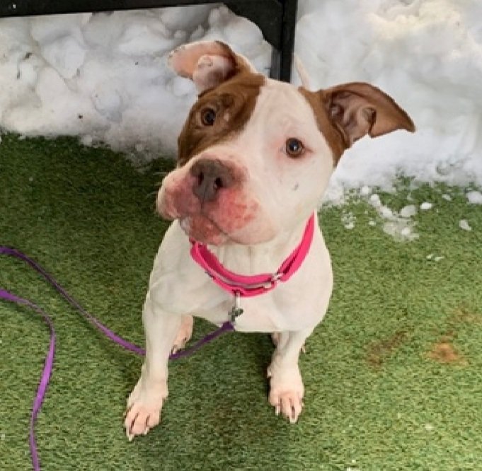 Morgan Fairchild's Dogs tweet media