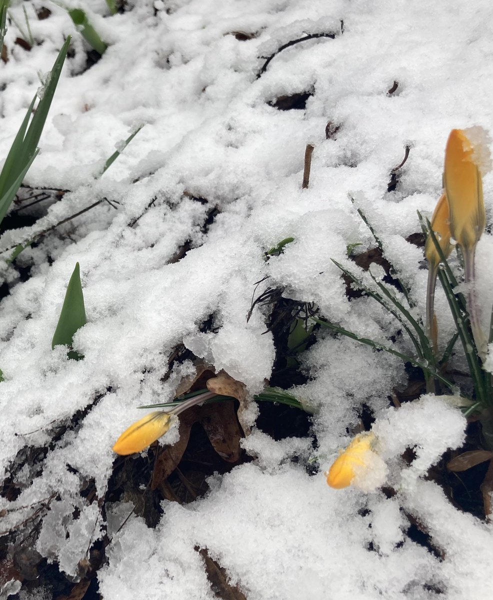 Jacqueline Pfeffer Merrill tweet media