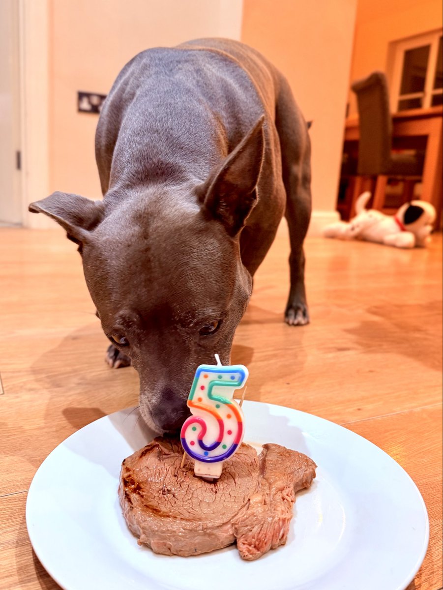 I didn’t have a birthday cake. Mum cooked me a birthday steak.   I was supposed to pose for a photo for you all, but hey it’s my birthday so I’m taking a night off (plus the steak smelled so good)!! 🥩❤️❤️ #IsaMary #CuteDogs #BirthdayGirl #HappyBirthday