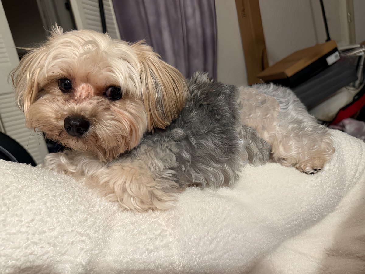 Black Phillip tweet media