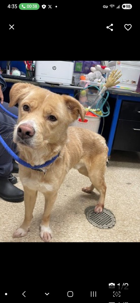 Julie🌻🐾 tweet media