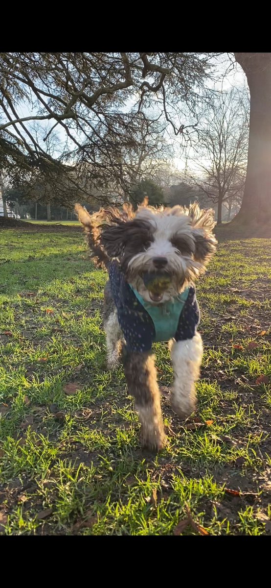 bemorebob2's tweet photo. Bright of eye, curly of floof, ever ready, ever happy, bouncy of walk, kind and gentle, full of zooms. Life loving, life giving, forever holding our hearts. 

Who needs anything more. https://t.co/MhOzHM2WzC