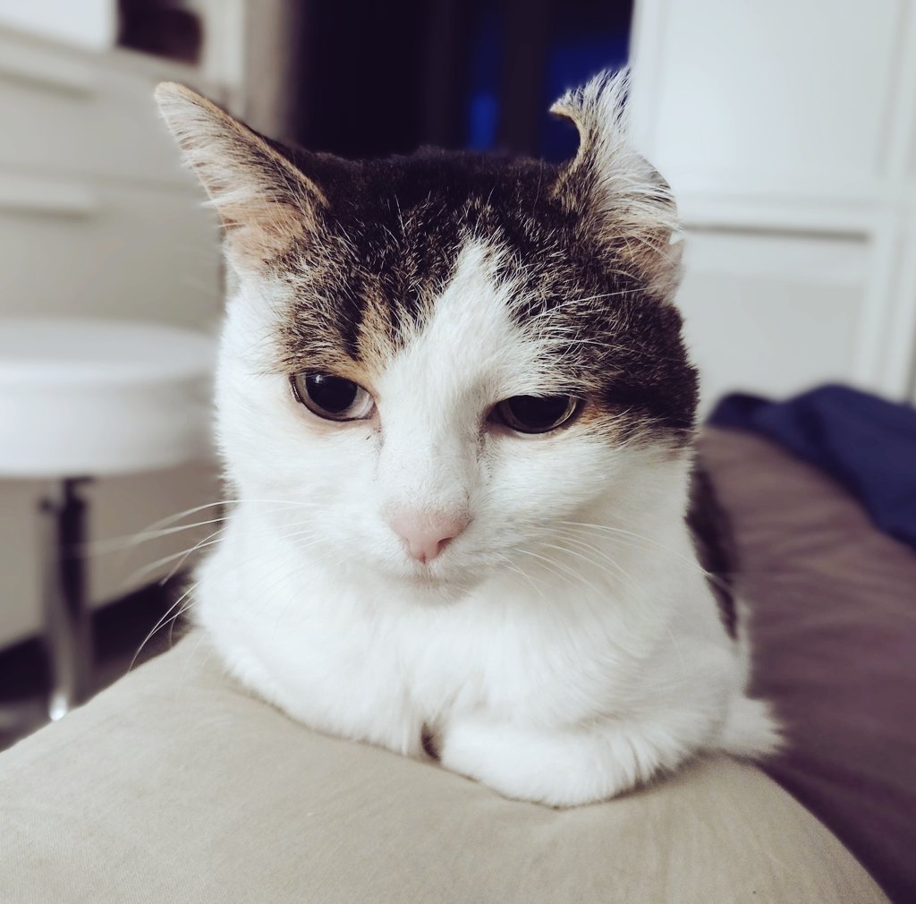 Angel Kitty 🌈 & Peppino tweet media