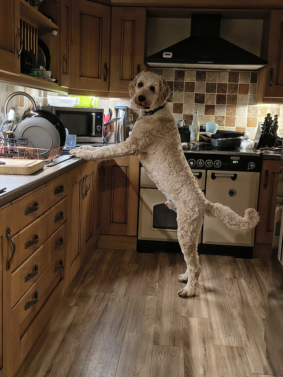 juliesam33's tweet photo. @Spike19621 I've got one like that....meet Stanley https://t.co/phATdmXtas
