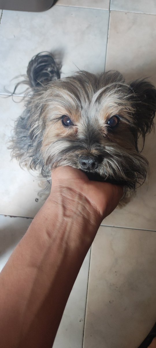 lorethantiki's tweet photo. Buenos días les desea mi Therian. https://t.co/nhY4GcZUxI