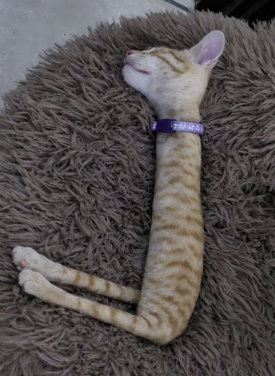 Brawl SMP tweet media