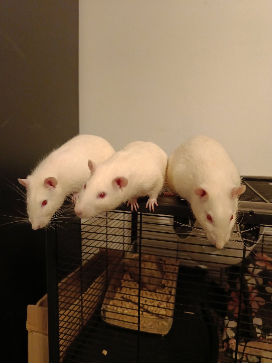 Skejven 🐀 tweet media