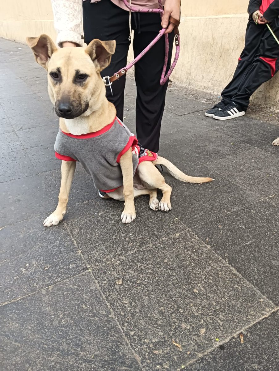 🥺🥺 una semana más que no tienen solicitud de adopción
Es bien chistoso como a la pequeñita que tuvimos en adopción hace poco hasta le ofrecieron hogar temporal, que tenía tiempo y espacio para cuidarla , pero ella no necesitaba. 
Le dijimos a esa persona que si podría recibir a
