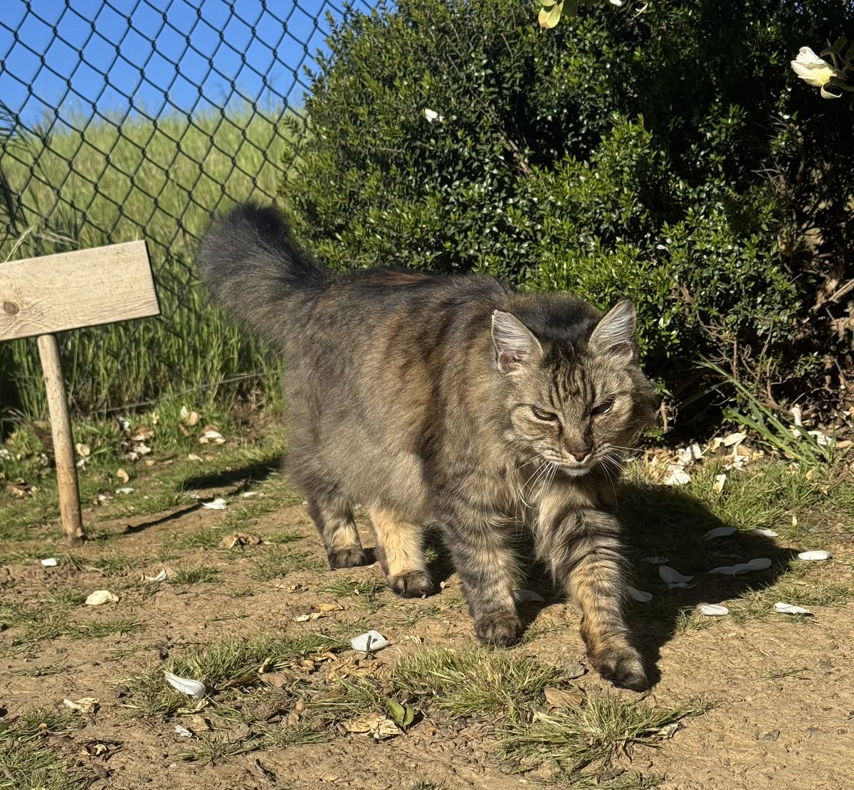 StephenEPearcy's tweet image. Watch out! Tigers on the lose with Tiger toes. #beware #Skinnythecatt