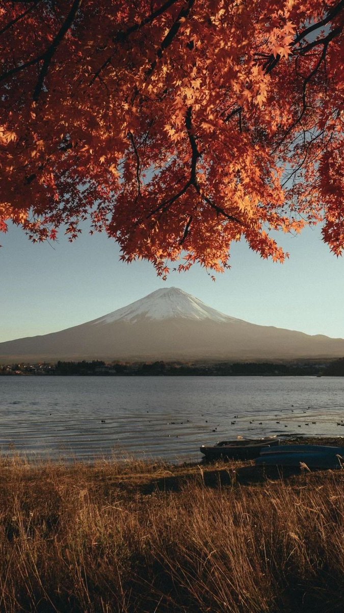 Fae°❀⋆. tweet media