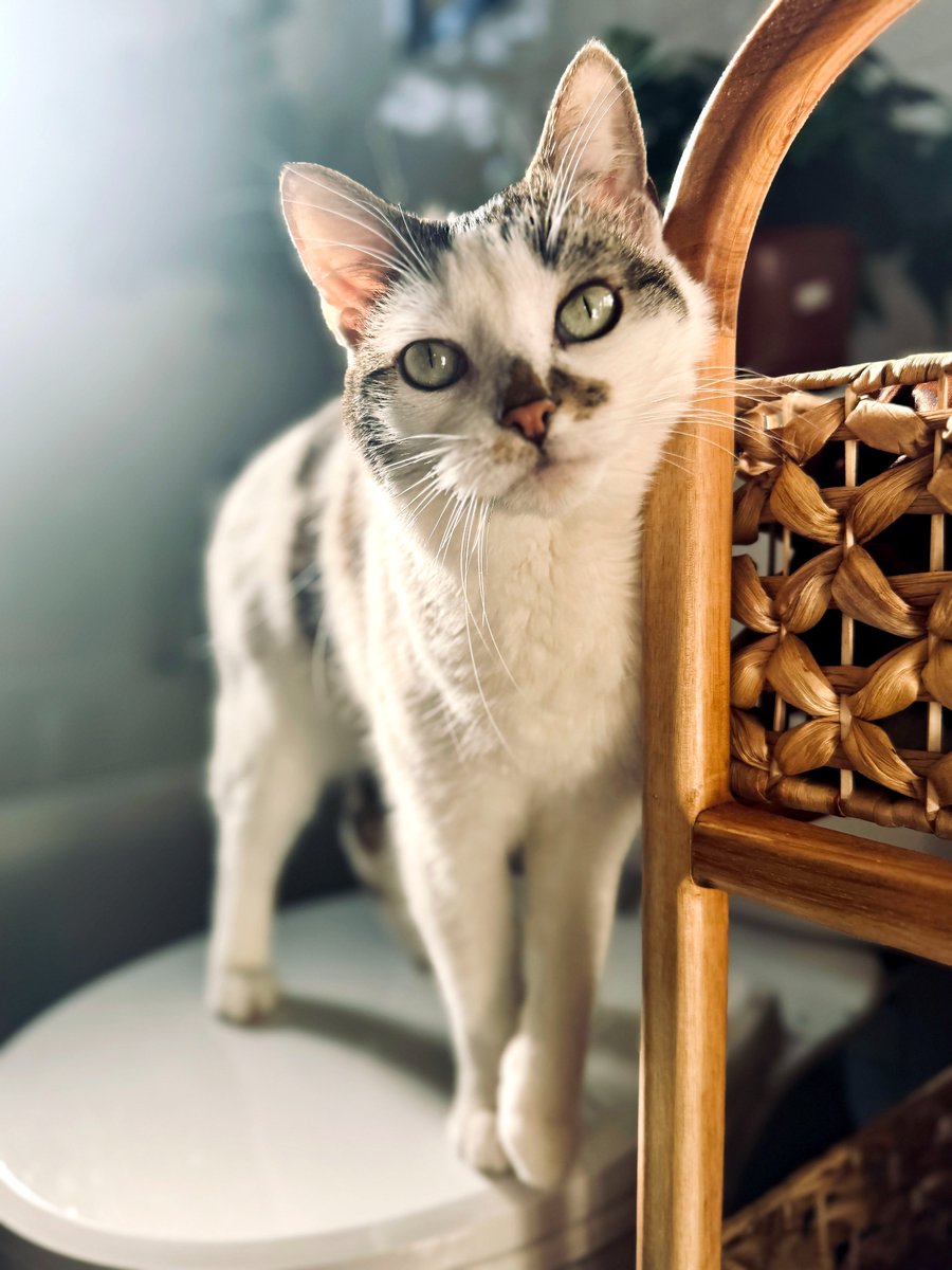 Modern Cat Magazine tweet media