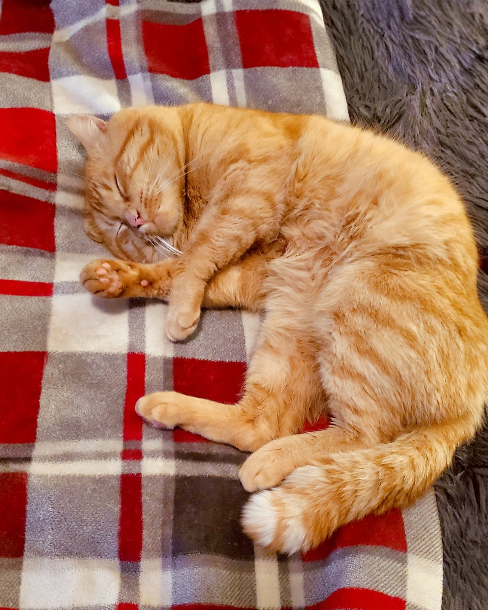 Modern Cat Magazine tweet media