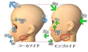 <a href="/anocchi33/">アノ</a> いわゆる、絶壁頭と呼ばれるものは寝方の問題でもなんでもなくモンゴロイド骨格によって決まる。
だから骨を弄れば形が変わるのはそうなんだけど、遺伝的な骨格を無理矢理変えてまで見た目に拘るのはルッキズムに狂わされていないか心配になる。
コーカソイド骨格のみ美しいという概念はやめてほしい。