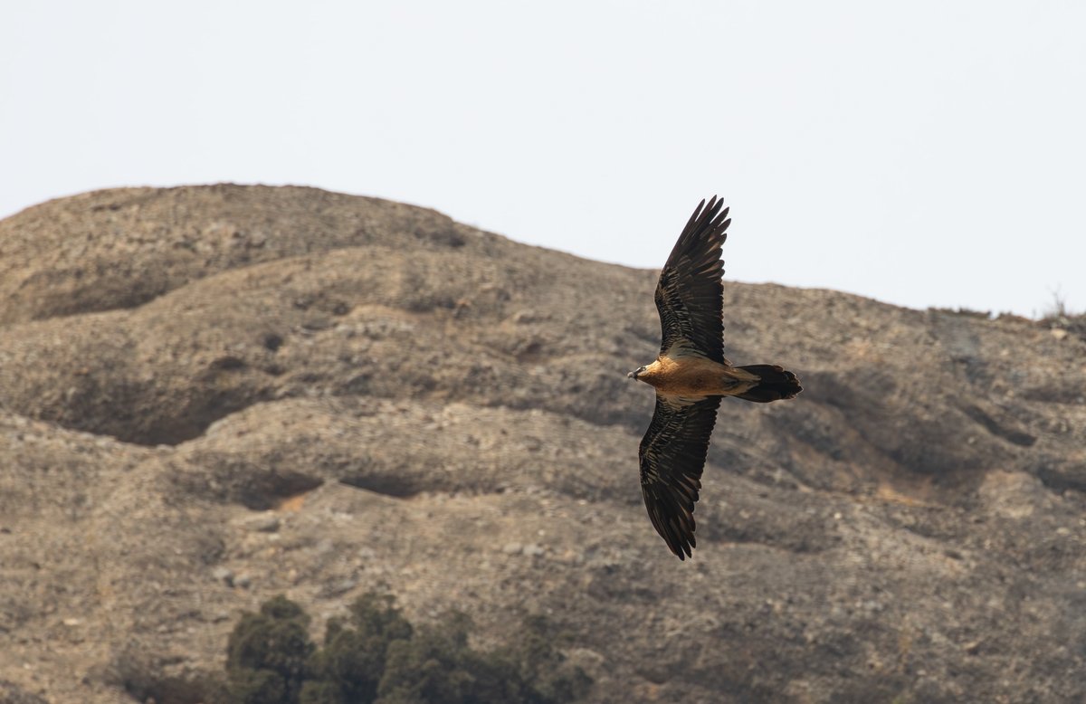 jonathanfarooqi's tweet photo. Another highlight from the Pyrenees were the Lammergeiers. We saw them in several places but this adult showed particularly well as it regularly returned to the cliffs. https://t.co/IhPU8aaidH