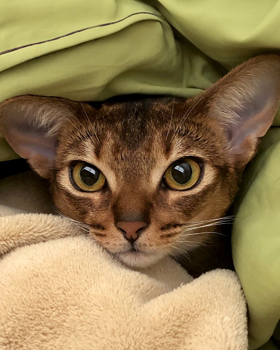 Modern Cat Magazine tweet media