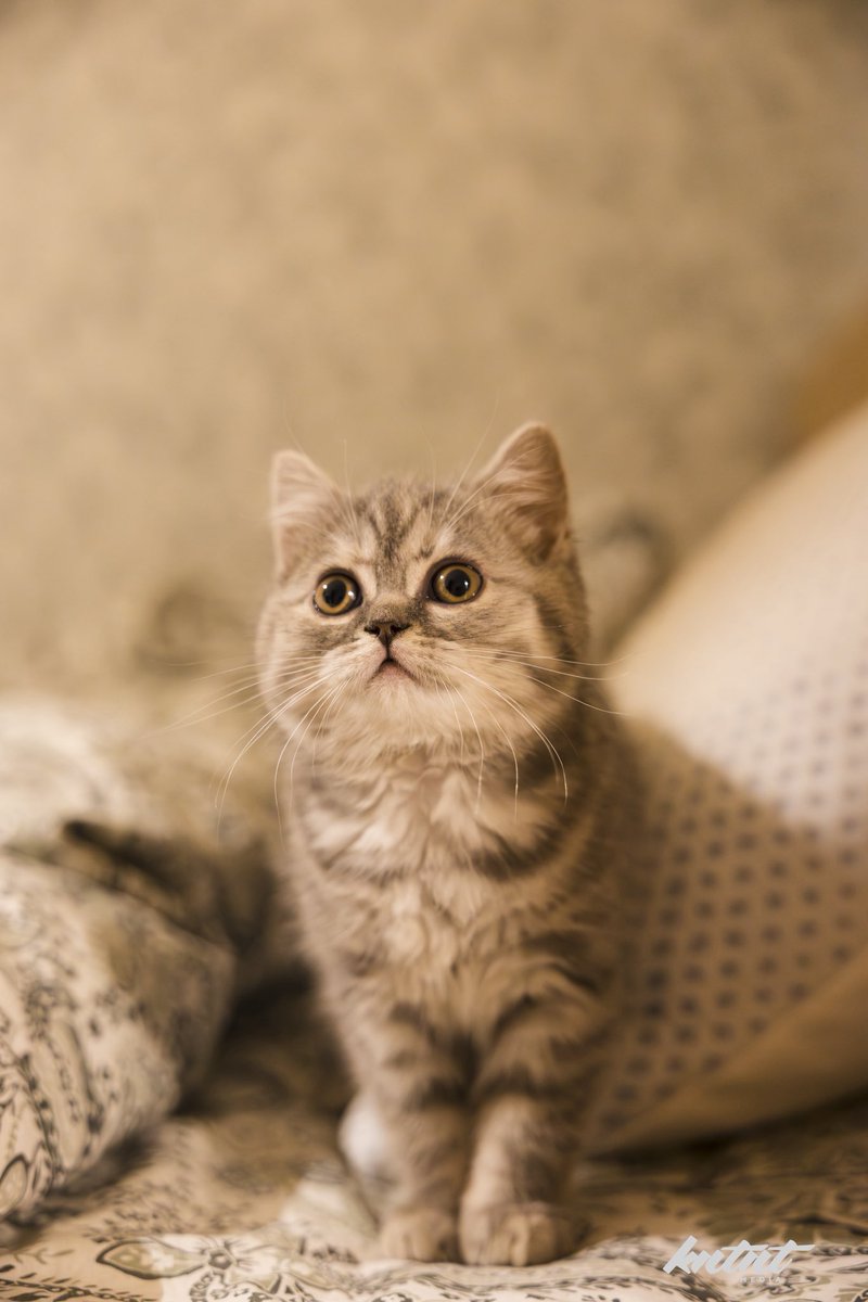 Elan "kntent" Kokorevich tweet media