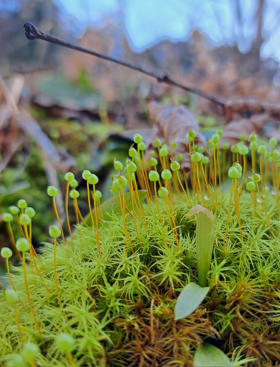 なめろうウニ tweet media