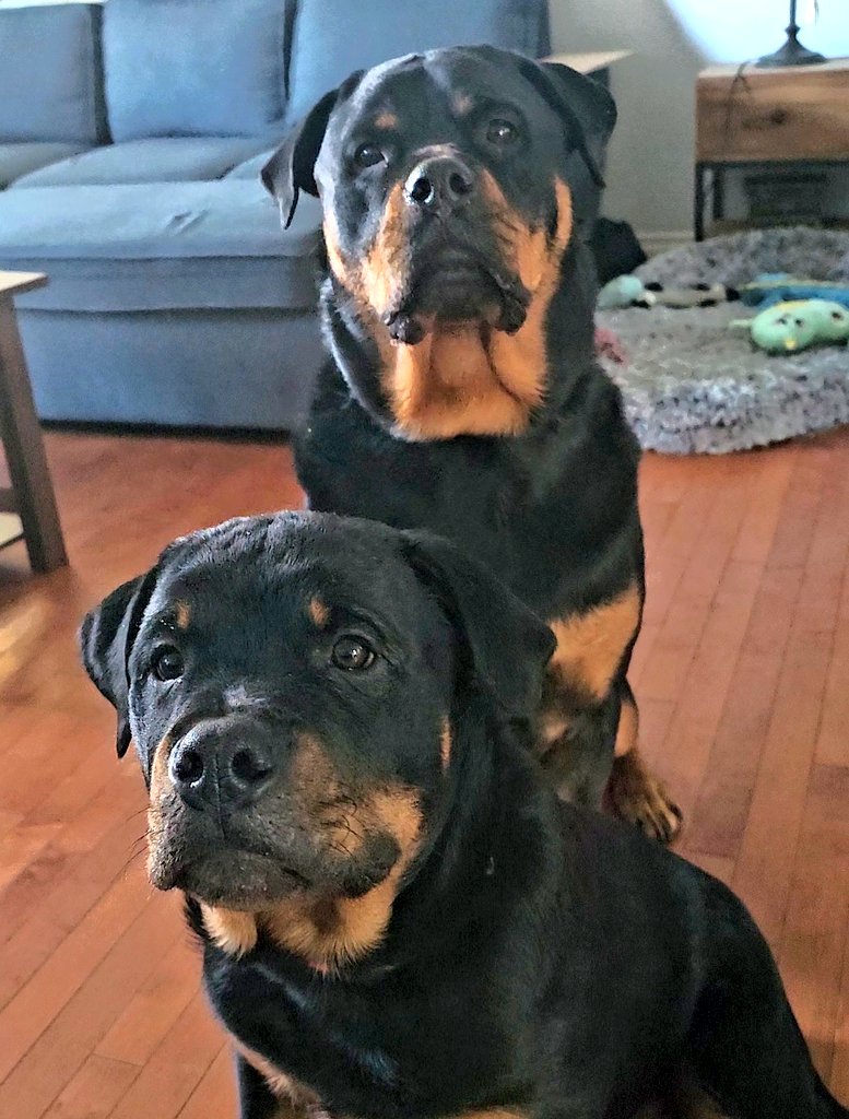 Someone asked who’s the ‘alpha’ here.

Spoiler: Nobody because dogs don’t have that outdated ‘alpha’ hierarchy BS—it’s debunked wolf junk from captive studies. That's like studying how humans behave in a jailyard and then saying that's how families raise children.

Modern science