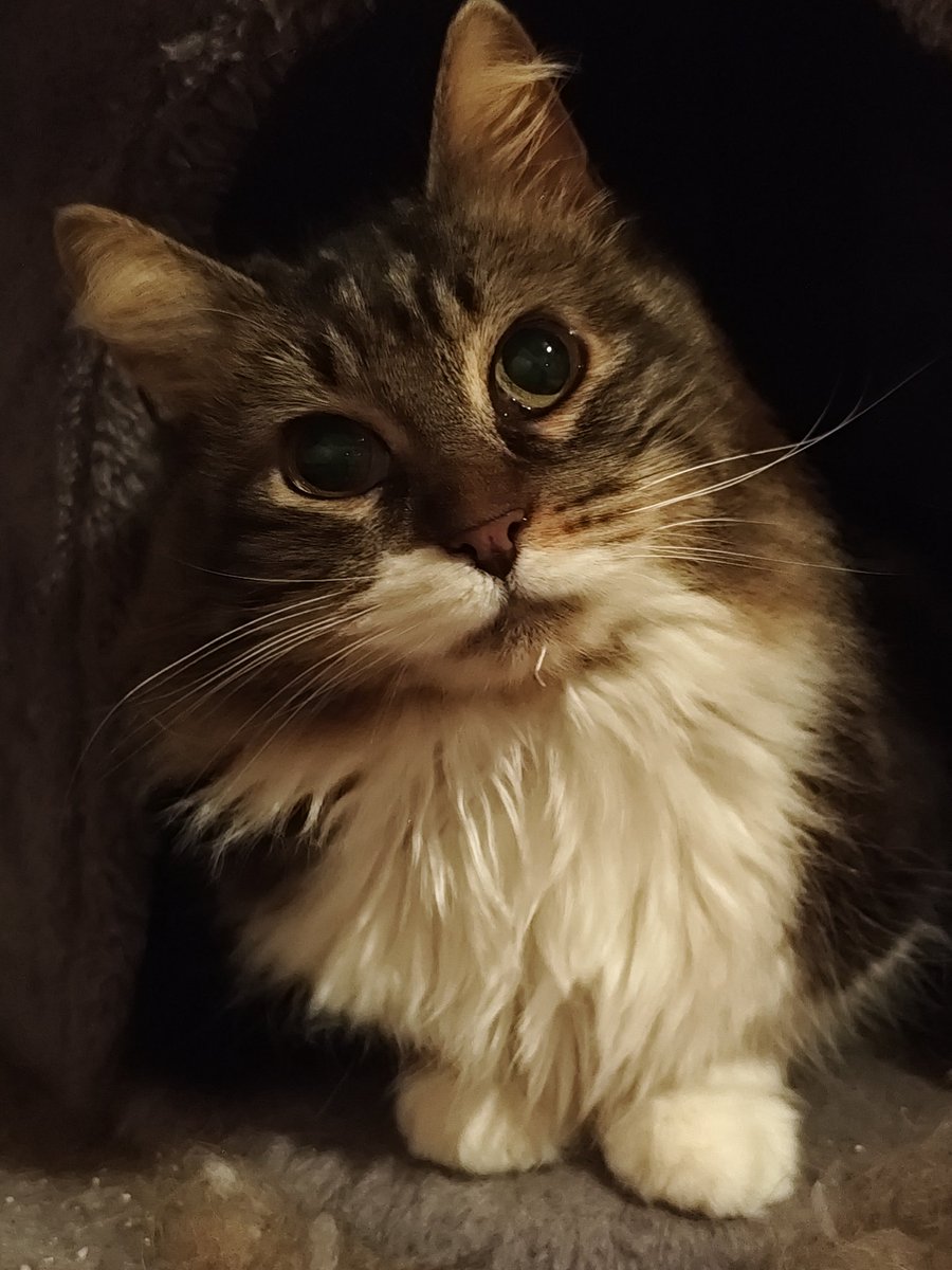 Les Ronrons Flingueurs 🧡🦐 tweet media