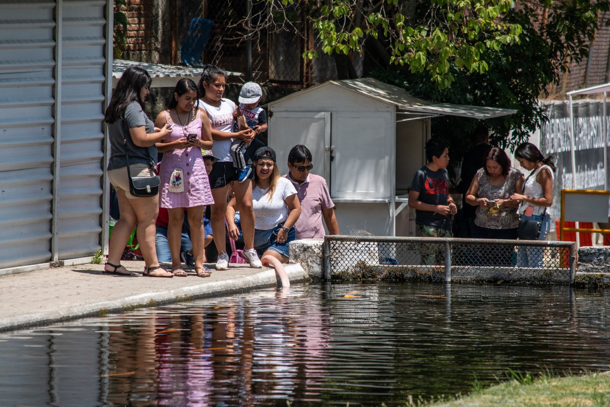 Xouilin's tweet photo. 🐟 ¿Ya tienes plan para este fin de semana largo?

Ven a la Granja Piscícola Xouilin y disfruta una experiencia diferente: conoce nuestros estanques, alimenta truchas arcoíris y aprovecha la venta de trucha a precio de pie de granja.

🌐 https://t.co/7mkd9qgmvE
📞 (244) 4440-129 https://t.co/U4tmDSFvdK