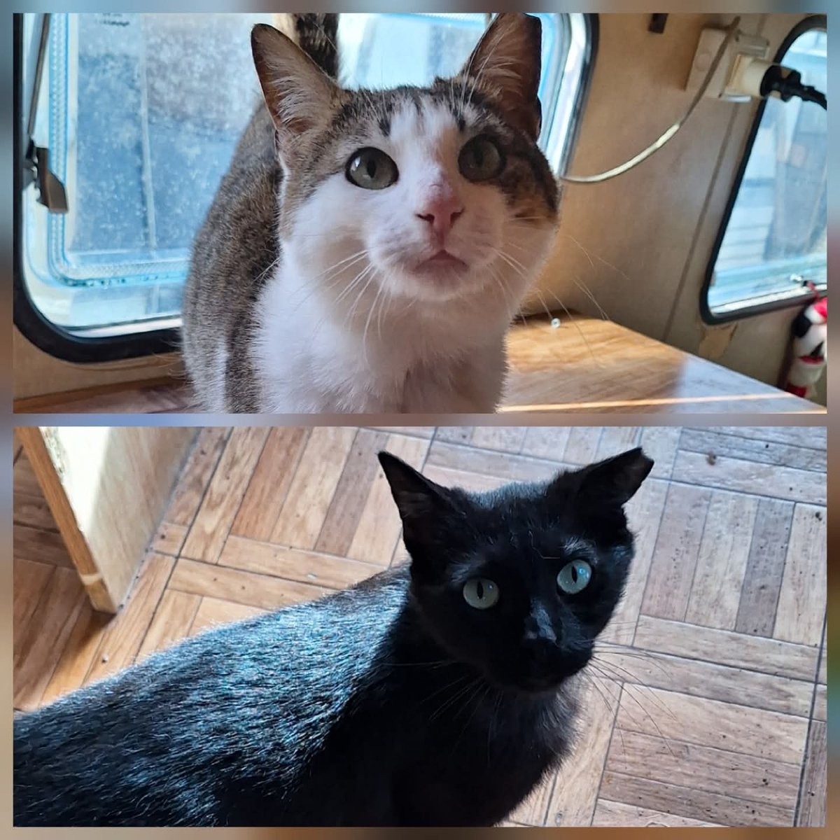 Gattile di Cuneo,State cercando una coppia di mici dolcini ed affettuosi? Adottate loro Burro e Cacao e non ve ne pentirete ! 
Han circa tra i 2anni. Buttati in discarica sicuramente sono stati coccolati prima, Han patito la fame ed il freddo .. 
X info 3491445712 X ADOTTARE