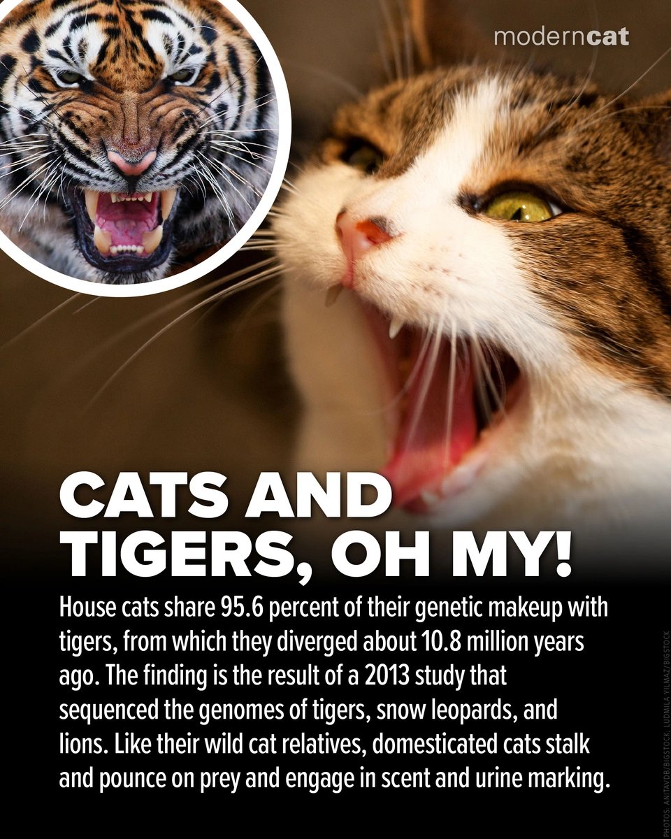 Modern Cat Magazine tweet media