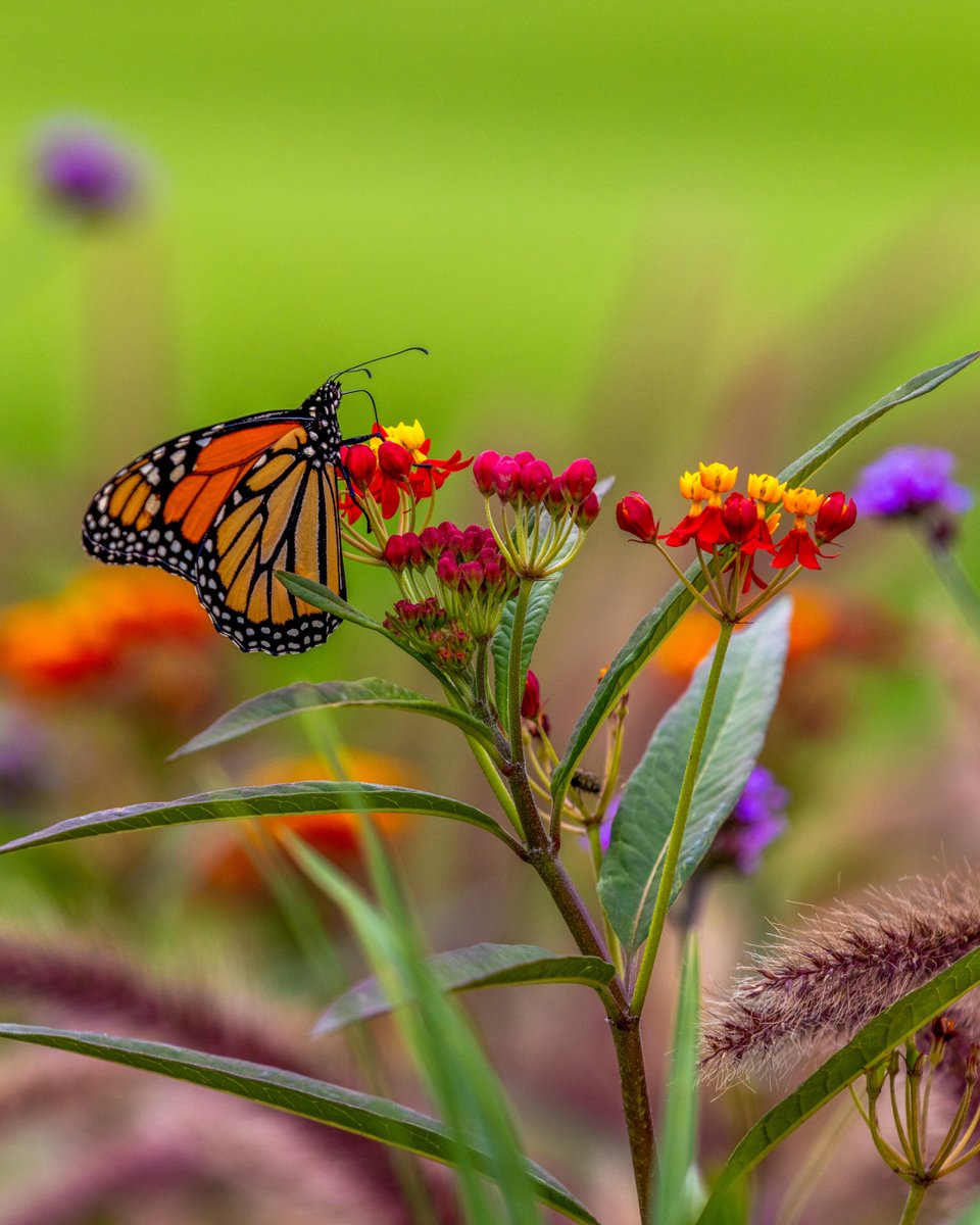 SentryWorld tweet media