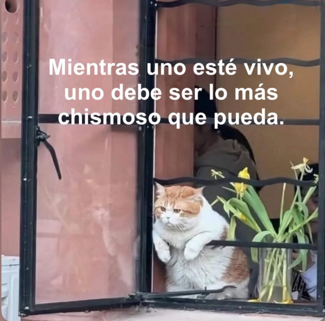 🇲🇽 México Mágico ✨ tweet media