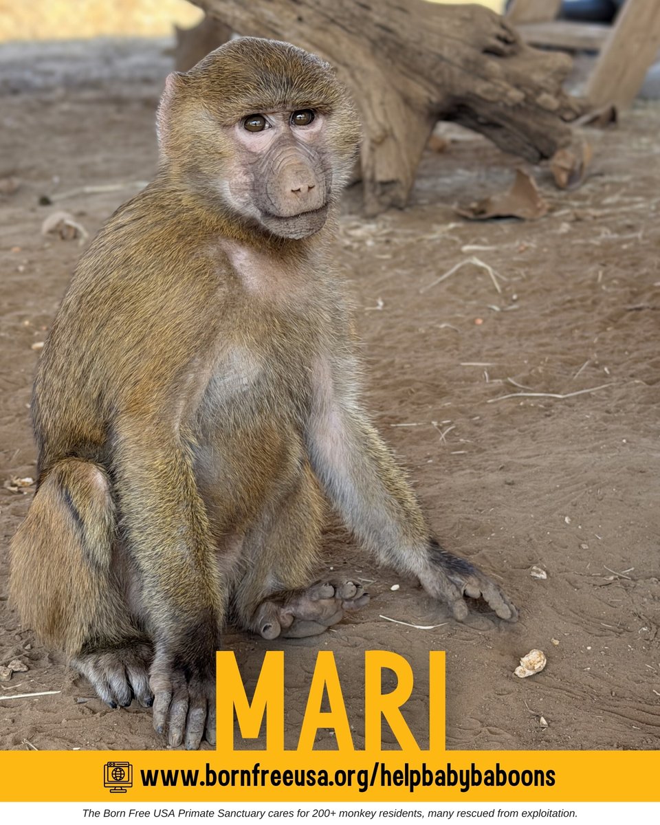 Born Free USA tweet media