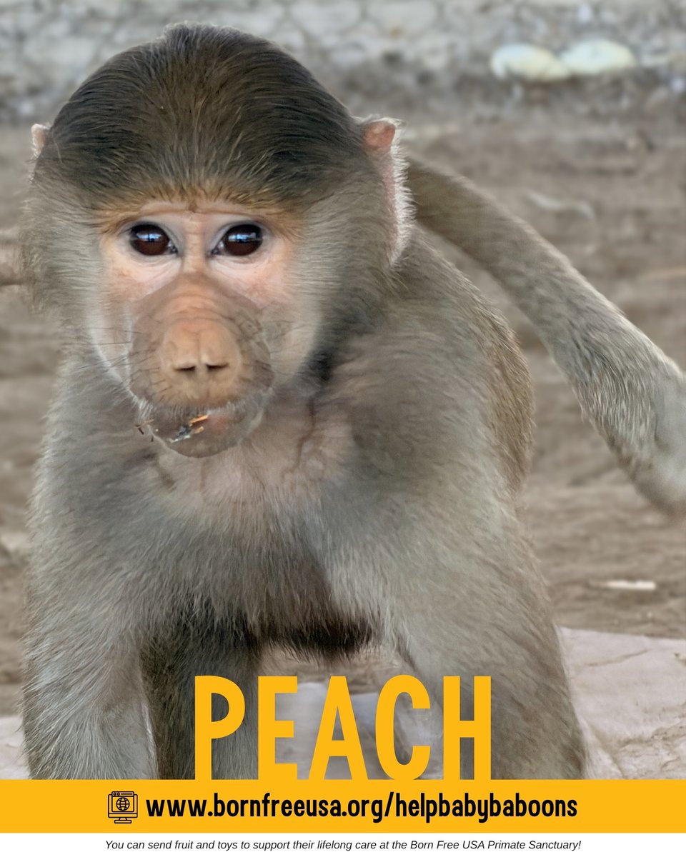 Born Free USA tweet media