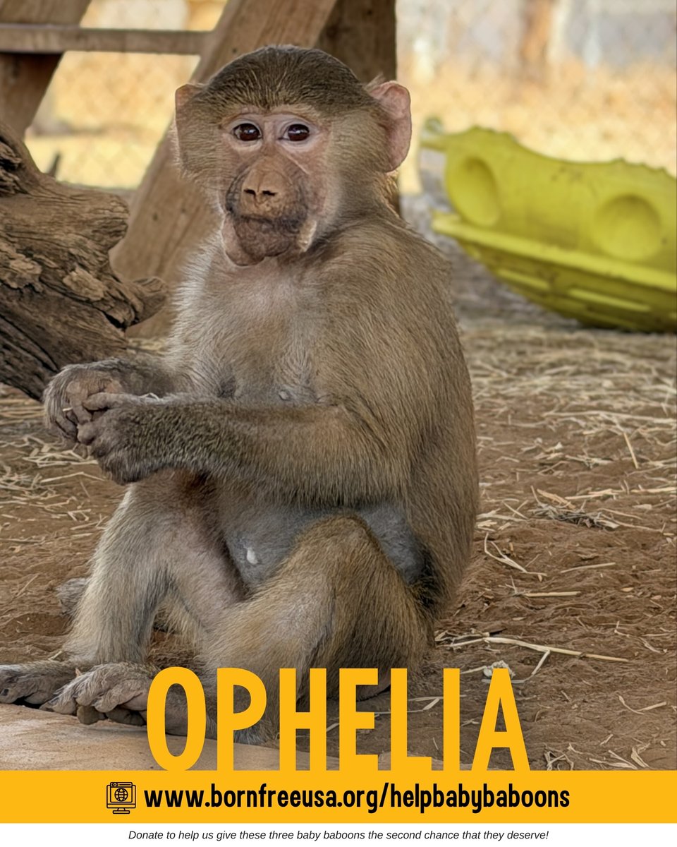 Born Free USA tweet media