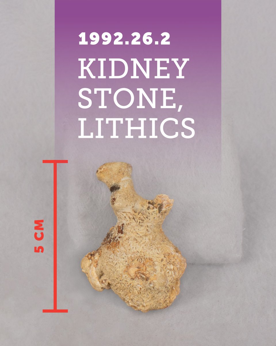 Mütter Museum tweet media