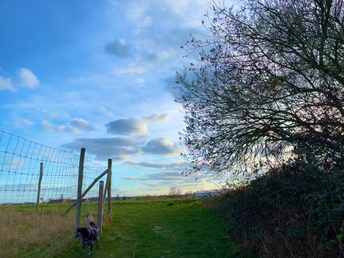 Ingepalmd's tweet photo. Kozen, 17u26

#vrtweer #engelsespringerspaniel #wolken #avondwandeling https://t.co/JdAXfGwDZX