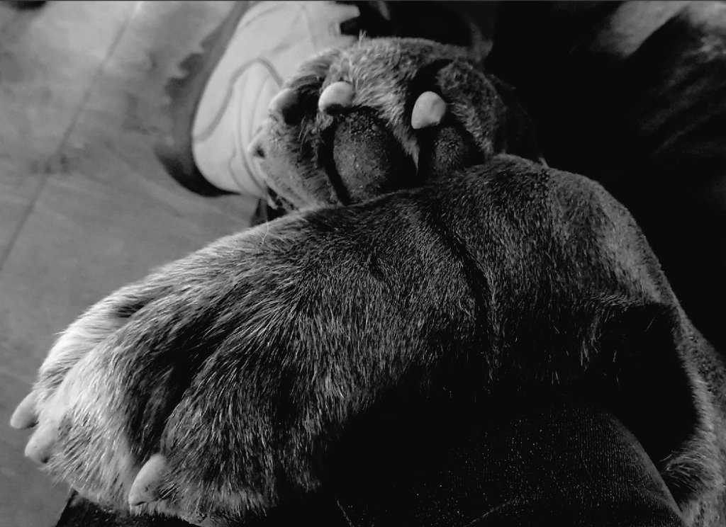 RavenAndCo tweet media