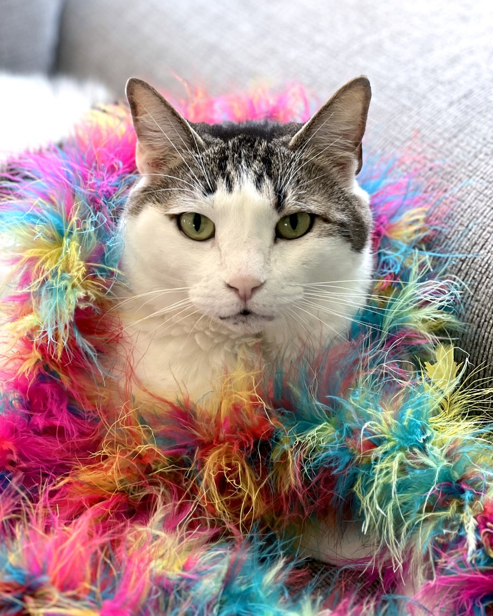 Modern Cat Magazine tweet media